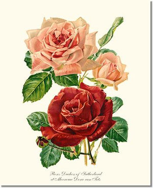 Rose Print: Duchess of Sutherland et Mevrouw Dora van Te