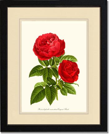 Rose Wall Art Print: Eugene Furst - Vintage Botanical Wall Decor- Charting Nature
