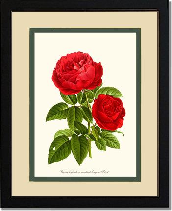 Rose Wall Art Print: Eugene Furst - Vintage Botanical Wall Decor- Charting Nature