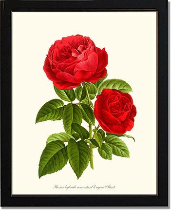 Rose Wall Art Print: Eugene Furst - Vintage Botanical Wall Decor- Charting Nature