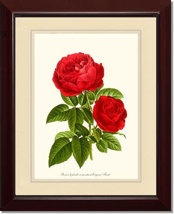 Rose Wall Art Print: Eugene Furst - Vintage Botanical Wall Decor- Charting Nature