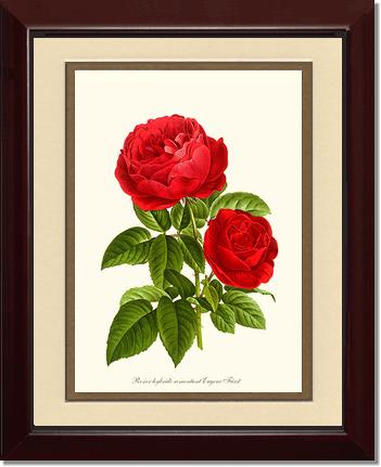 Rose Wall Art Print: Eugene Furst - Vintage Botanical Wall Decor- Charting Nature