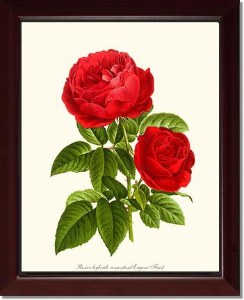 Rose Wall Art Print: Eugene Furst - Vintage Botanical Wall Decor- Charting Nature