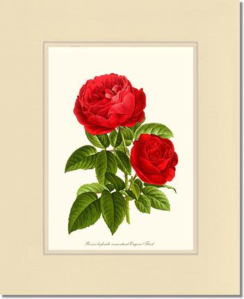 Rose Wall Art Print: Eugene Furst - Vintage Botanical Wall Decor- Charting Nature