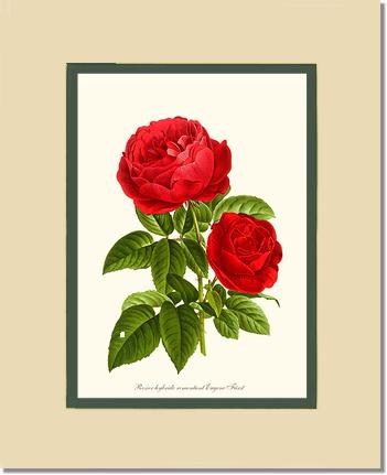 Rose Wall Art Print: Eugene Furst - Vintage Botanical Wall Decor- Charting Nature