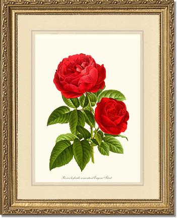 Rose Wall Art Print: Eugene Furst - Vintage Botanical Wall Decor- Charting Nature