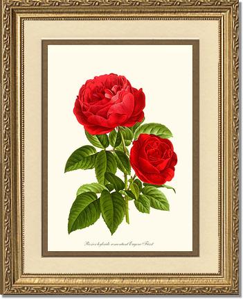 Rose Wall Art Print: Eugene Furst - Vintage Botanical Wall Decor- Charting Nature