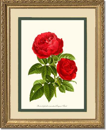Rose Wall Art Print: Eugene Furst - Vintage Botanical Wall Decor- Charting Nature