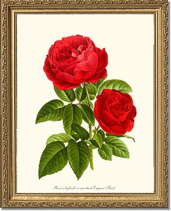 Rose Wall Art Print: Eugene Furst - Vintage Botanical Wall Decor- Charting Nature