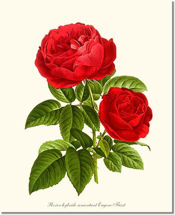 Rose Wall Art Print: Eugene Furst - Vintage Botanical Wall Decor- Charting Nature