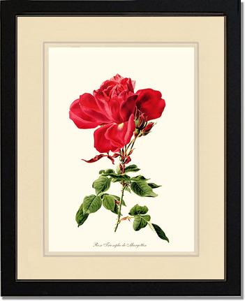 Rose Wall Art Print: Triomphe de Margottin - Vintage Botanical Wall Decor- Charting Nature