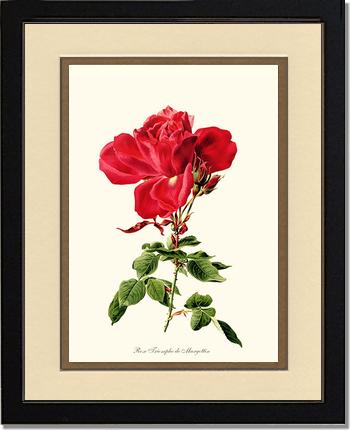 Rose Wall Art Print: Triomphe de Margottin - Vintage Botanical Wall Decor- Charting Nature