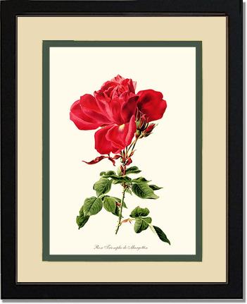 Rose Wall Art Print: Triomphe de Margottin - Vintage Botanical Wall Decor- Charting Nature