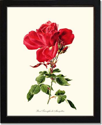 Rose Wall Art Print: Triomphe de Margottin - Vintage Botanical Wall Decor- Charting Nature