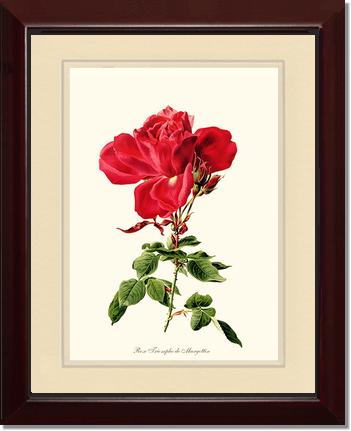 Rose Wall Art Print: Triomphe de Margottin - Vintage Botanical Wall Decor- Charting Nature