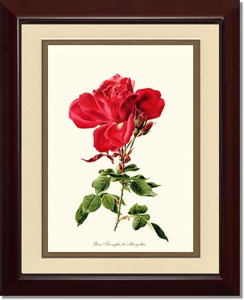 Rose Wall Art Print: Triomphe de Margottin - Vintage Botanical Wall Decor- Charting Nature
