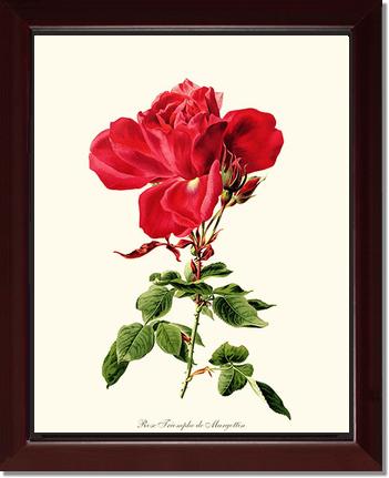 Rose Wall Art Print: Triomphe de Margottin - Vintage Botanical Wall Decor- Charting Nature