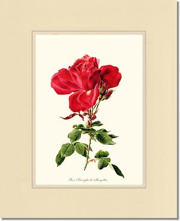 Rose Wall Art Print: Triomphe de Margottin - Vintage Botanical Wall Decor- Charting Nature