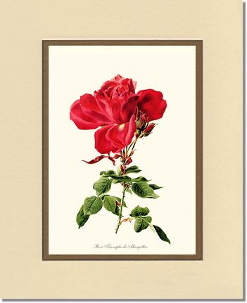 Rose Wall Art Print: Triomphe de Margottin - Vintage Botanical Wall Decor- Charting Nature