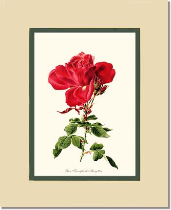 Rose Wall Art Print: Triomphe de Margottin - Vintage Botanical Wall Decor- Charting Nature