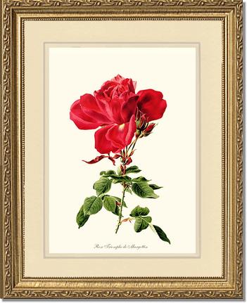 Rose Wall Art Print: Triomphe de Margottin - Vintage Botanical Wall Decor- Charting Nature