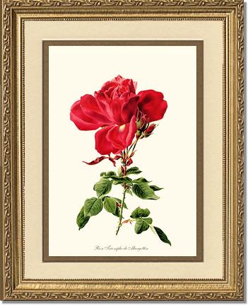 Rose Wall Art Print: Triomphe de Margottin - Vintage Botanical Wall Decor- Charting Nature