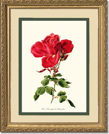 Rose Wall Art Print: Triomphe de Margottin - Vintage Botanical Wall Decor- Charting Nature