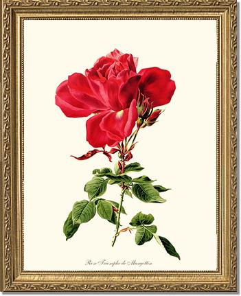 Rose Wall Art Print: Triomphe de Margottin - Vintage Botanical Wall Decor- Charting Nature