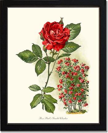 Rose Wall Art Print: Paul's Scarlet Climber - Vintage Botanical Wall Decor- Charting Nature