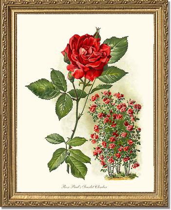 Rose Wall Art Print: Paul's Scarlet Climber - Vintage Botanical Wall Decor- Charting Nature