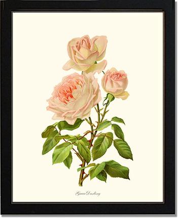 Rose Wall Art Print: Grace Darling - Vintage Botanical Wall Decor- Charting Nature