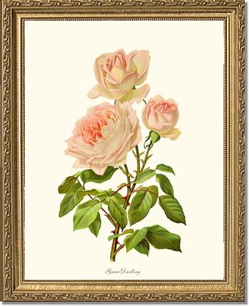 Rose Wall Art Print: Grace Darling - Vintage Botanical Wall Decor- Charting Nature