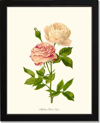 Rose Wall Art Print: Madame Pierre Oger - Vintage Botanical Wall Decor- Charting Nature