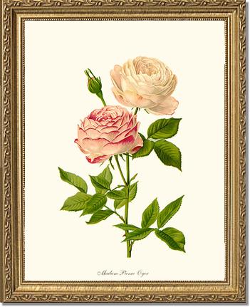 Rose Wall Art Print: Madame Pierre Oger - Vintage Botanical Wall Decor- Charting Nature