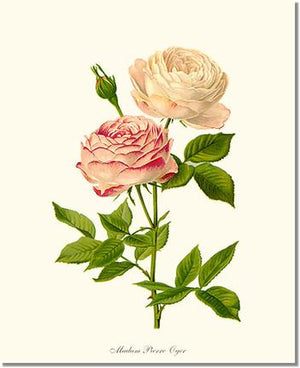 Rose Print: Madame Pierre Oger