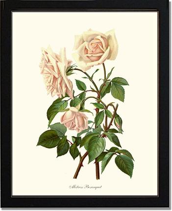 Rose Wall Art Print: Mistress Bosanquet - Vintage Botanical Wall Decor- Charting Nature