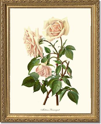 Rose Wall Art Print: Mistress Bosanquet - Vintage Botanical Wall Decor- Charting Nature