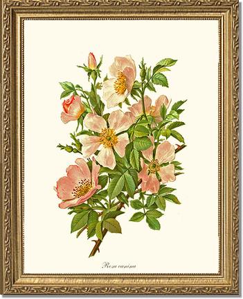 Rose Wall Art Print: Dog Rose - Vintage Botanical Wall Decor- Charting Nature