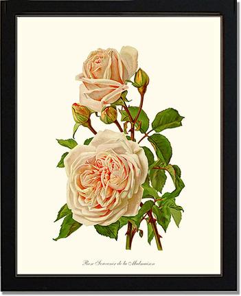 Rose Wall Art Print: Souvenir de la Malmaison - Vintage Botanical Wall Decor- Charting Nature