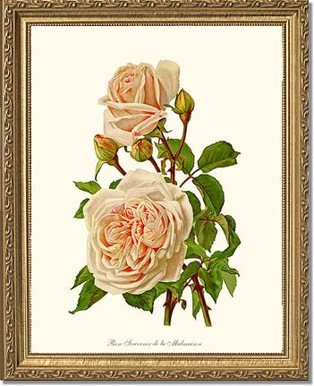 Rose Wall Art Print: Souvenir de la Malmaison - Vintage Botanical Wall Decor- Charting Nature