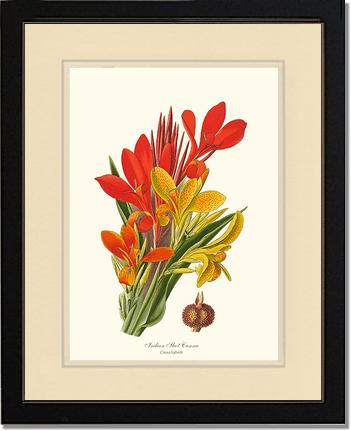 Canna, Indian Shot | Flower/Floral Art Print