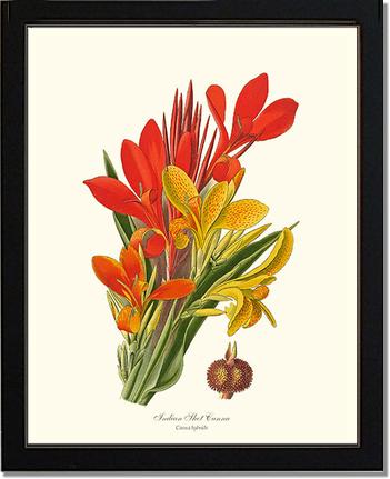 Canna, Indian Shot | Flower/Floral Art Print