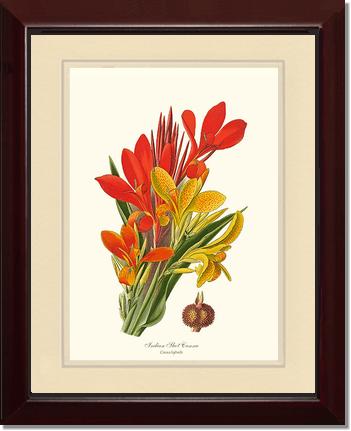 Canna, Indian Shot | Flower/Floral Art Print