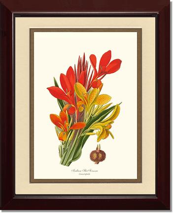 Canna, Indian Shot | Flower/Floral Art Print