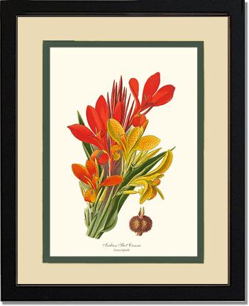 Canna, Indian Shot | Flower/Floral Art Print