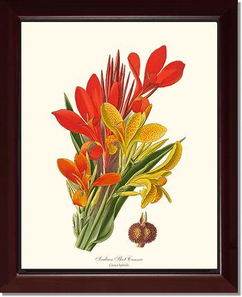 Canna, Indian Shot | Flower/Floral Art Print