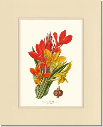 Canna, Indian Shot | Flower/Floral Art Print
