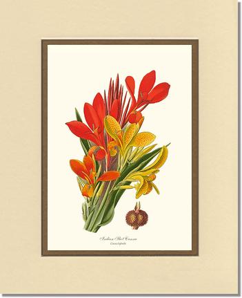 Canna, Indian Shot | Flower/Floral Art Print