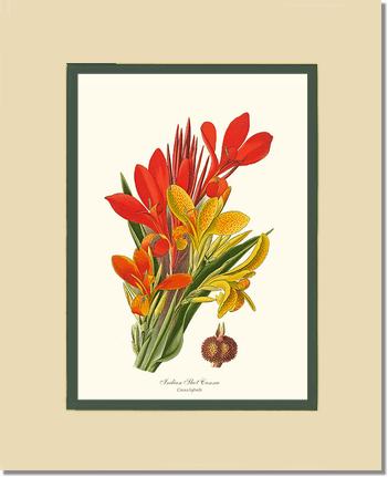 Canna, Indian Shot | Flower/Floral Art Print