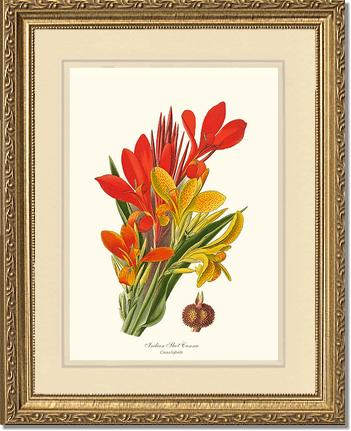 Canna, Indian Shot | Flower/Floral Art Print